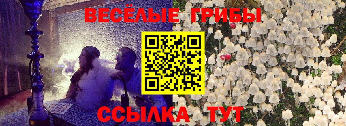 Псилоцибиновые грибы Psilocybe Гатчина